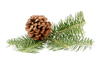 pine oil